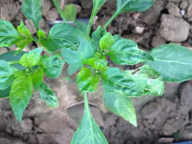 辣椒卷叶是什么病怎么治,辣椒有黄叶卷叶用什么药打才能治