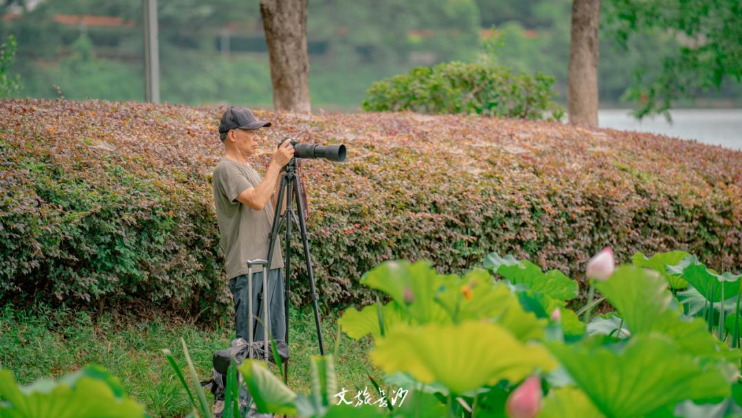 长沙赏秋去哪里,长沙第一波赏荷地图