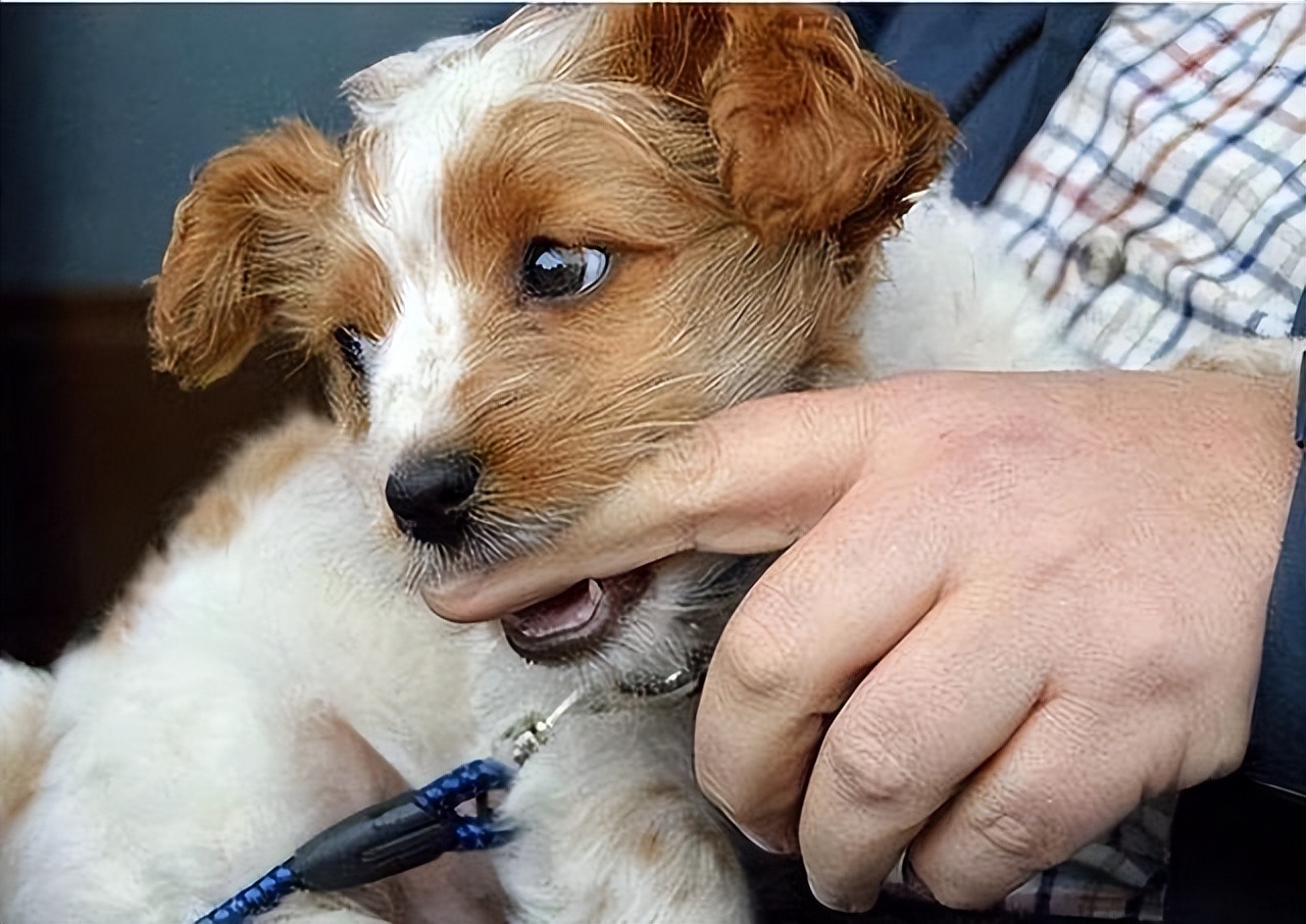 狗狗为什么喜欢轻咬主人,狗狗张嘴轻咬代表什么意思