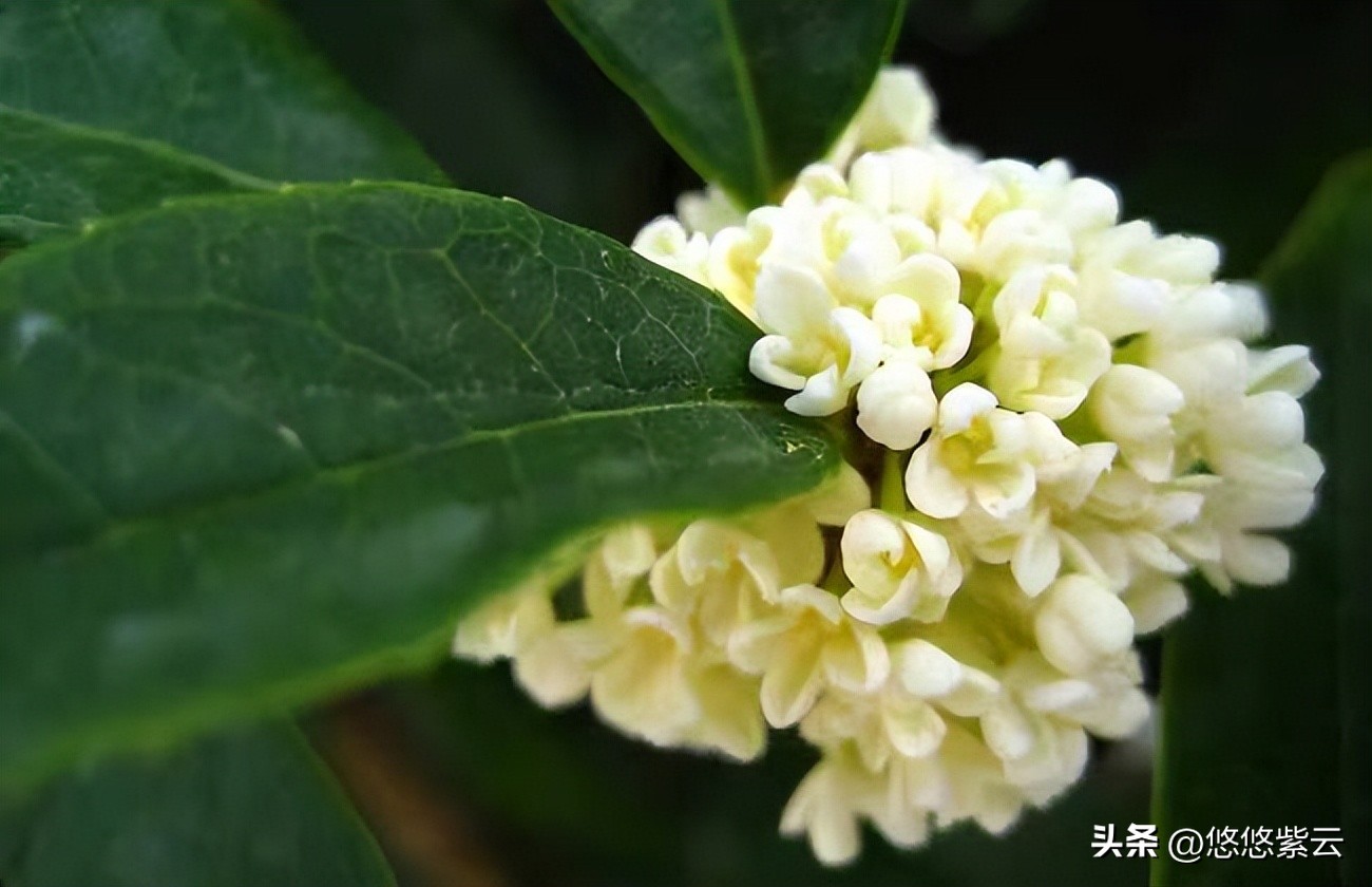 襄阳桂花,襄阳八月桂花遍地开