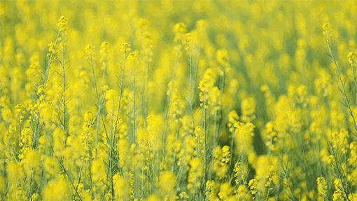 期待梅州客家冲超成功,梅州客家队冲超了对梅州有发展吗