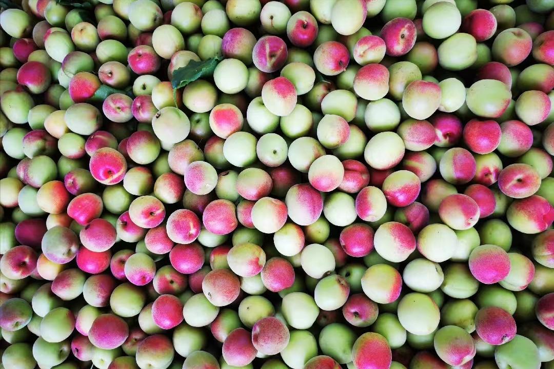 有一个水果叫什么梅子,有一个水果叫什么梅