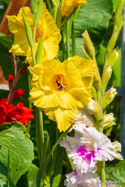 剑兰花最美图片,剑兰花的摄影图片