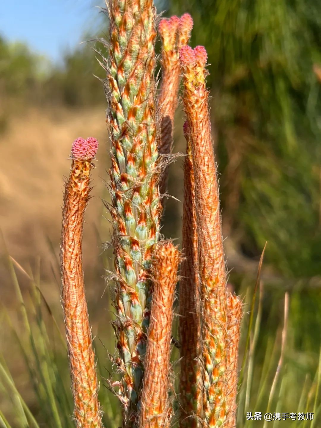 茂盛开花的马尾松,植物专栏蓝花草