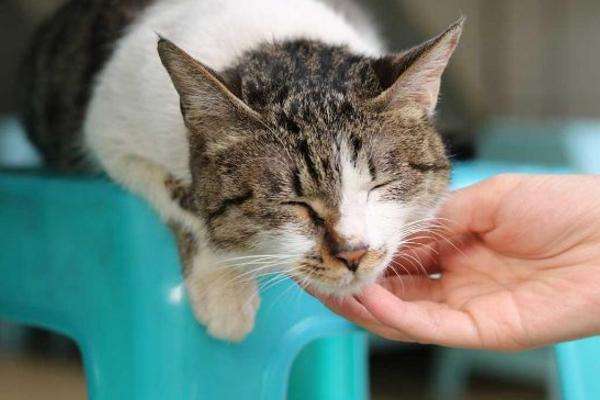 把猫的胡子剪了它会怪你吗,猫猫的胡子有什么作用