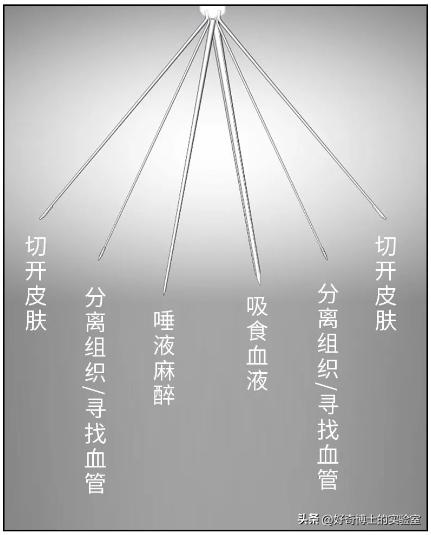到底住几楼以上夏天才没蚊子,住多少楼层会没有蚊子