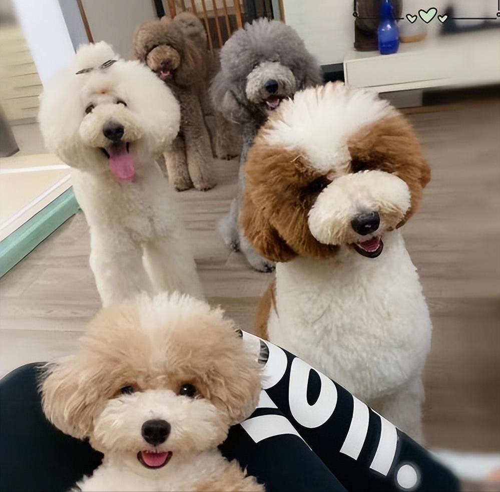 为什么巨型贵宾犬好养,贵宾为什么那么粘人