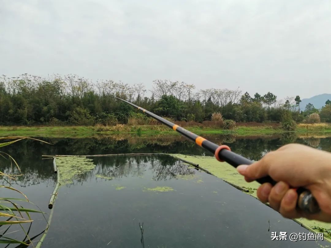 野钓最好的黄金鱼,野钓黄金尺寸鱼竿