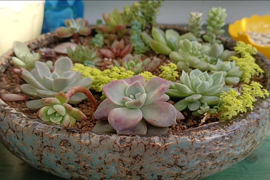 多肉一到夏天变得不好看,多肉不小心浇蜂蜜水