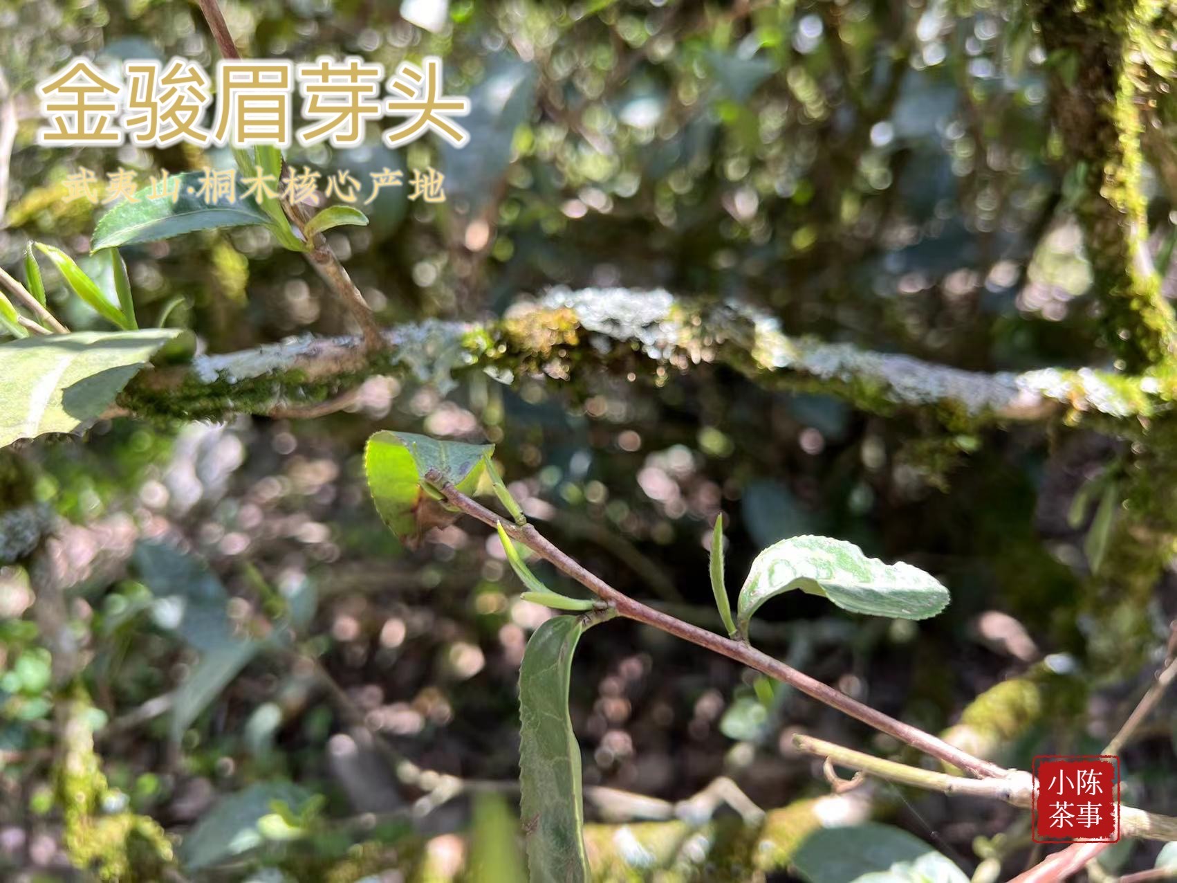 金骏眉有茶毫与无茶毫的差别,金骏眉茶毫特别多