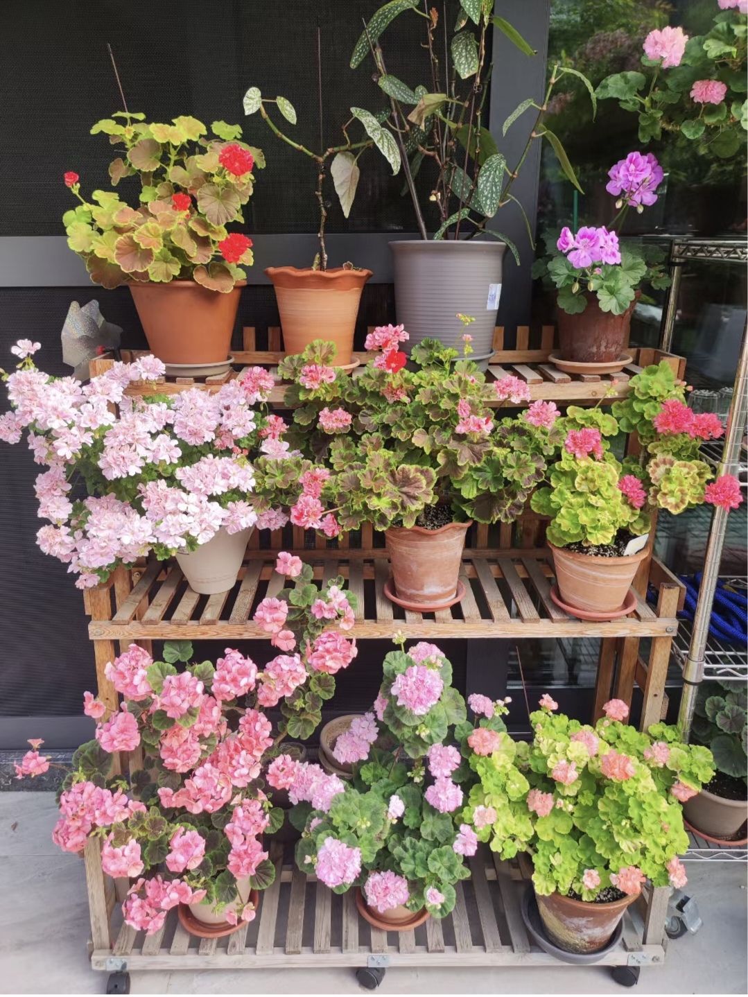 新手养花在店里买好还是网上买好,新手养花入门花种网购