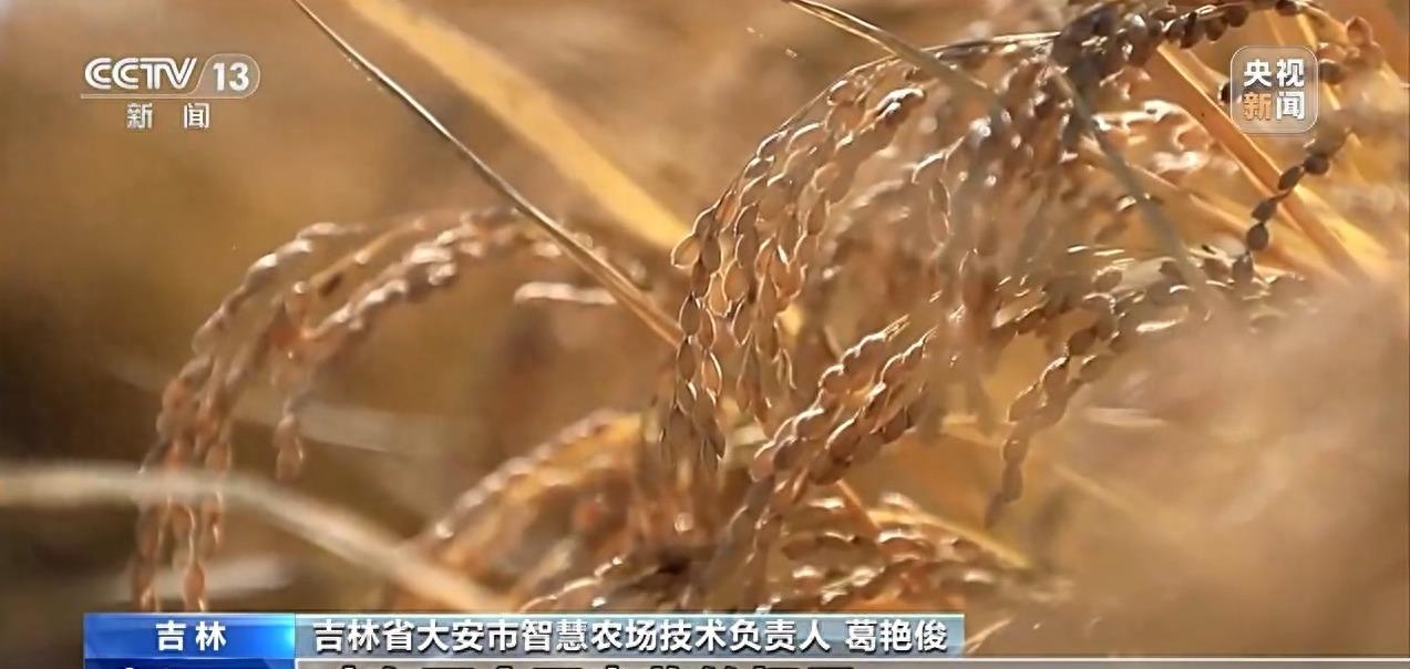 庄稼丰收但无人收割,庄稼丰收但无人收割来自什么俗话