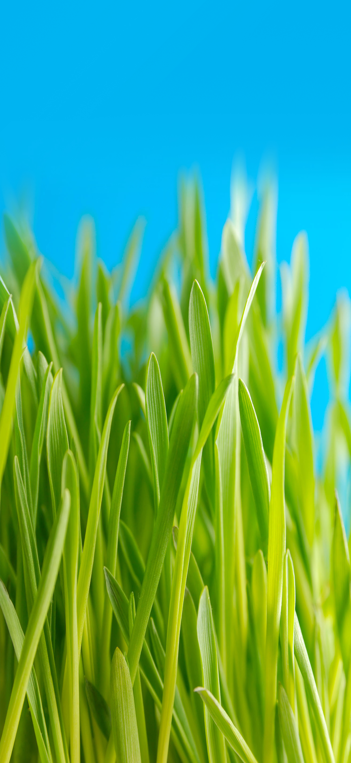 壁纸护眼好看的高清壁纸,华为壁纸绿色护眼图片大全高清