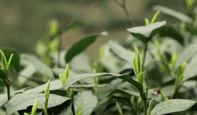 白毫银针故事感悟,白毫银针的故事