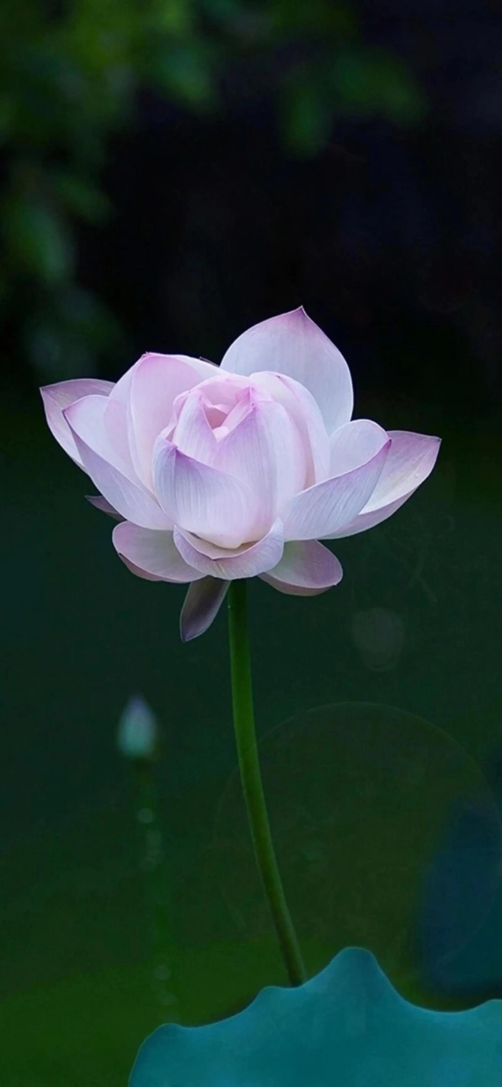 漂亮美丽的荷花壁纸,雨中荷花壁纸荣盛城