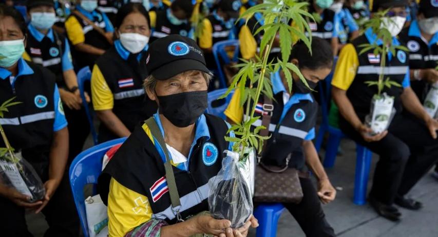 要为“娱乐*麻大**”开绿灯？泰国，看来真要成为一个“麻香之国”了