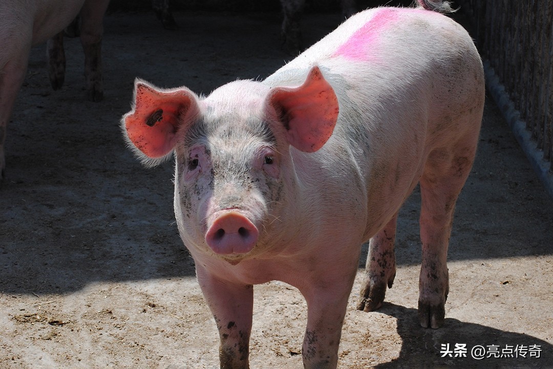 母猪产前产后常见问题的治疗,母猪产后存在的问题