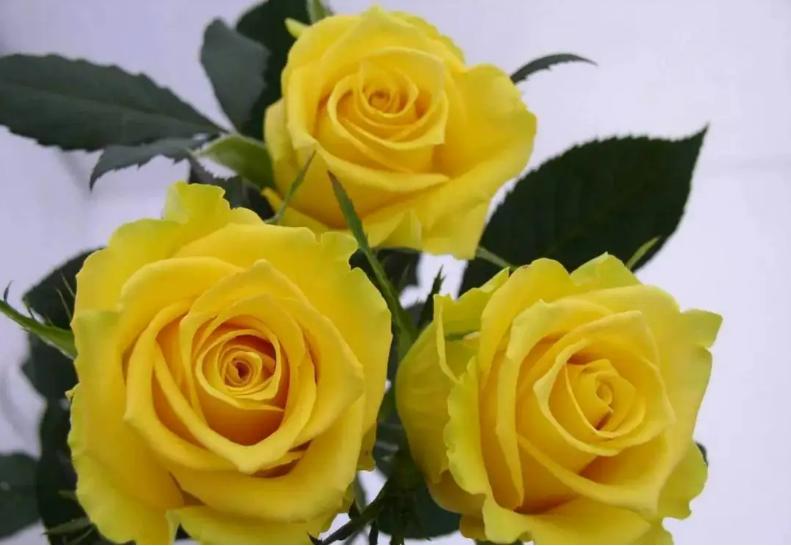 脱单寓意的花语,给脱单闺蜜送什么花语好