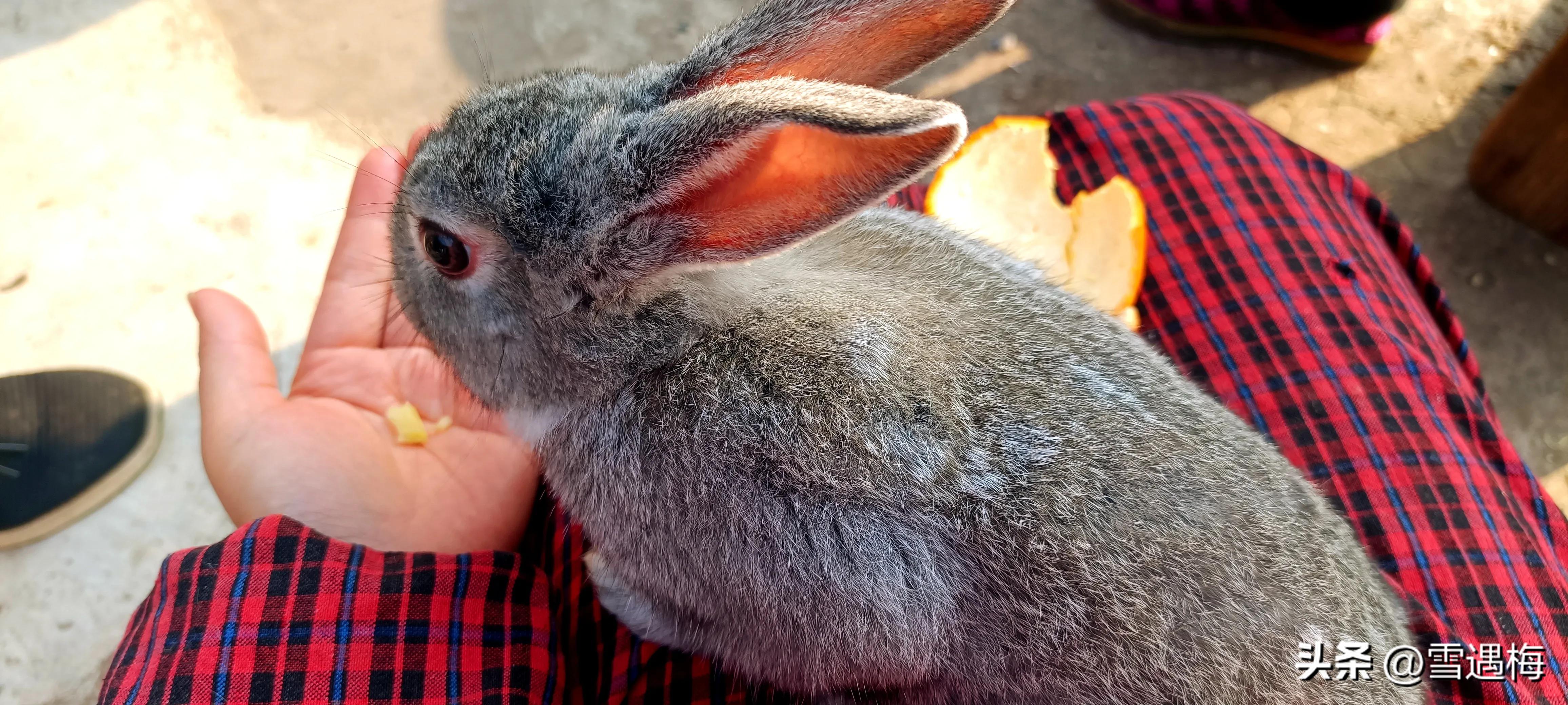 刚出生的小兔子怎么喂养,刚出生的小兔子怎么人工喂奶