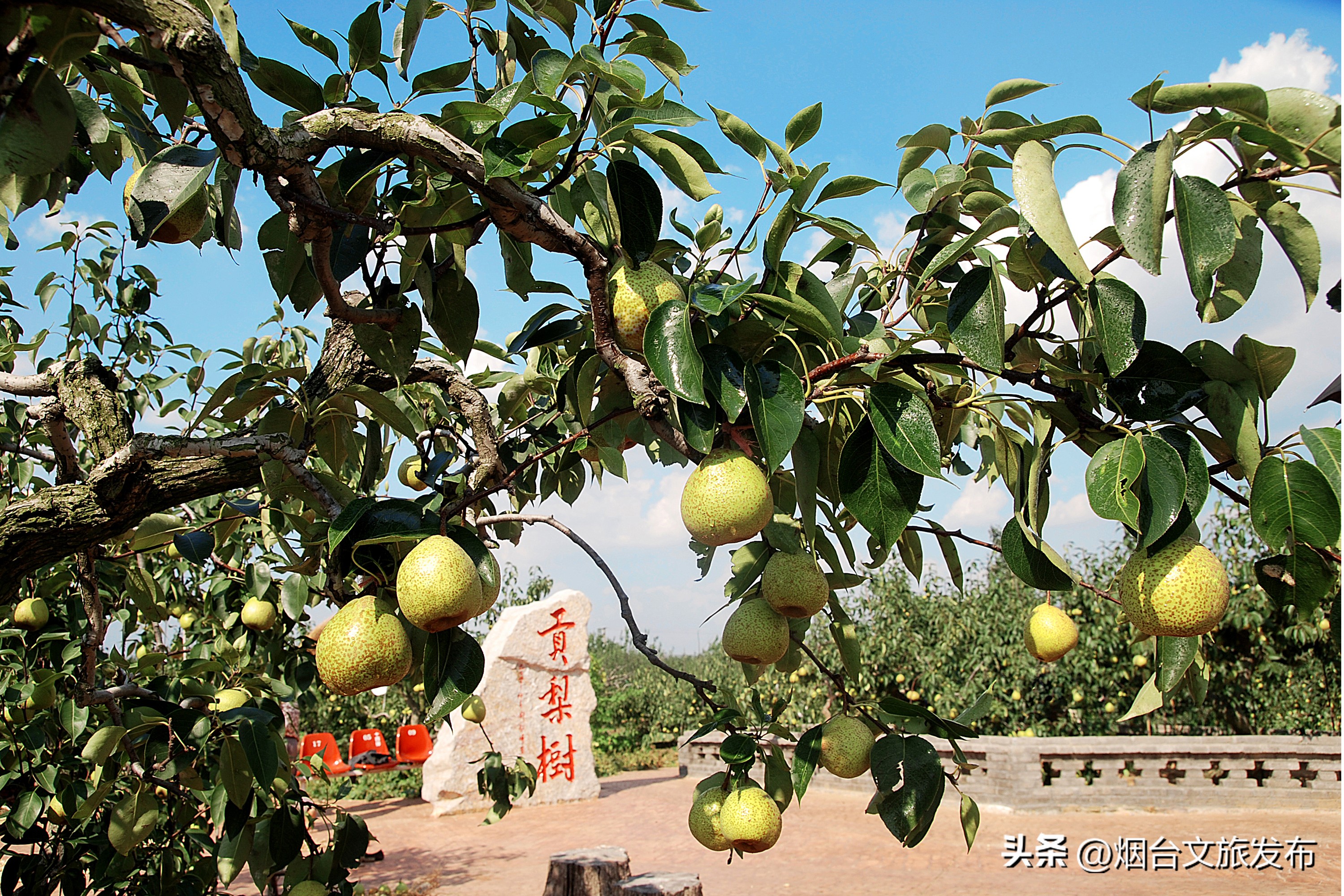 莱阳梨脆甜多汁,多汁莱阳梨礼盒