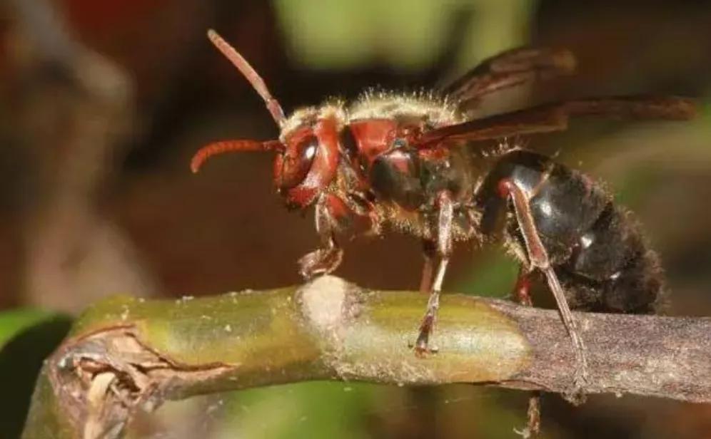 中国十大毒蜂王,十大毒蜂王分别是什么
