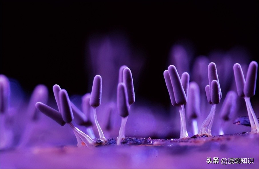 真菌病害多吗,真菌感染能引起多少种疾病