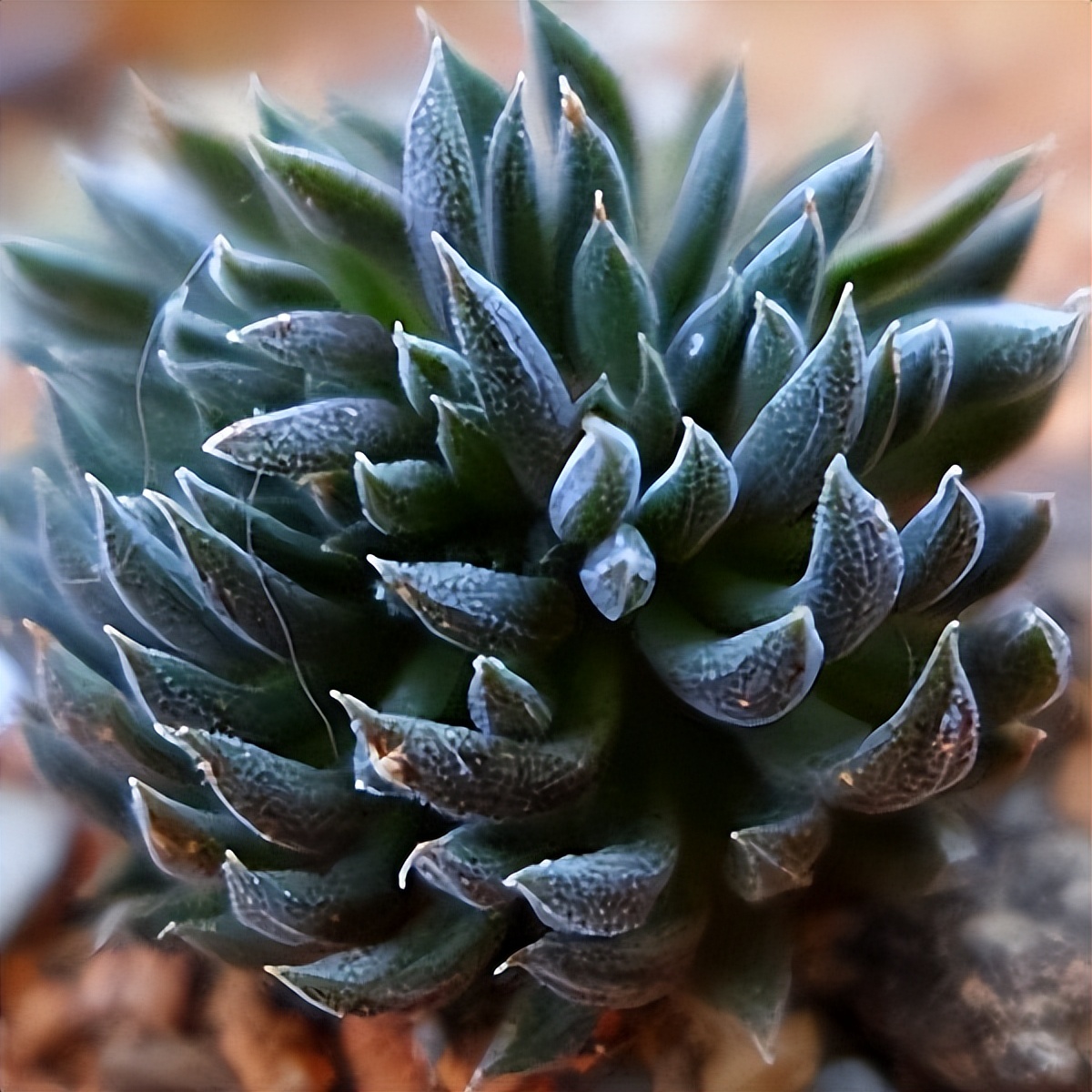 102个大类近500个多肉植物图片，都极其美丽，建议在家中也养一盆