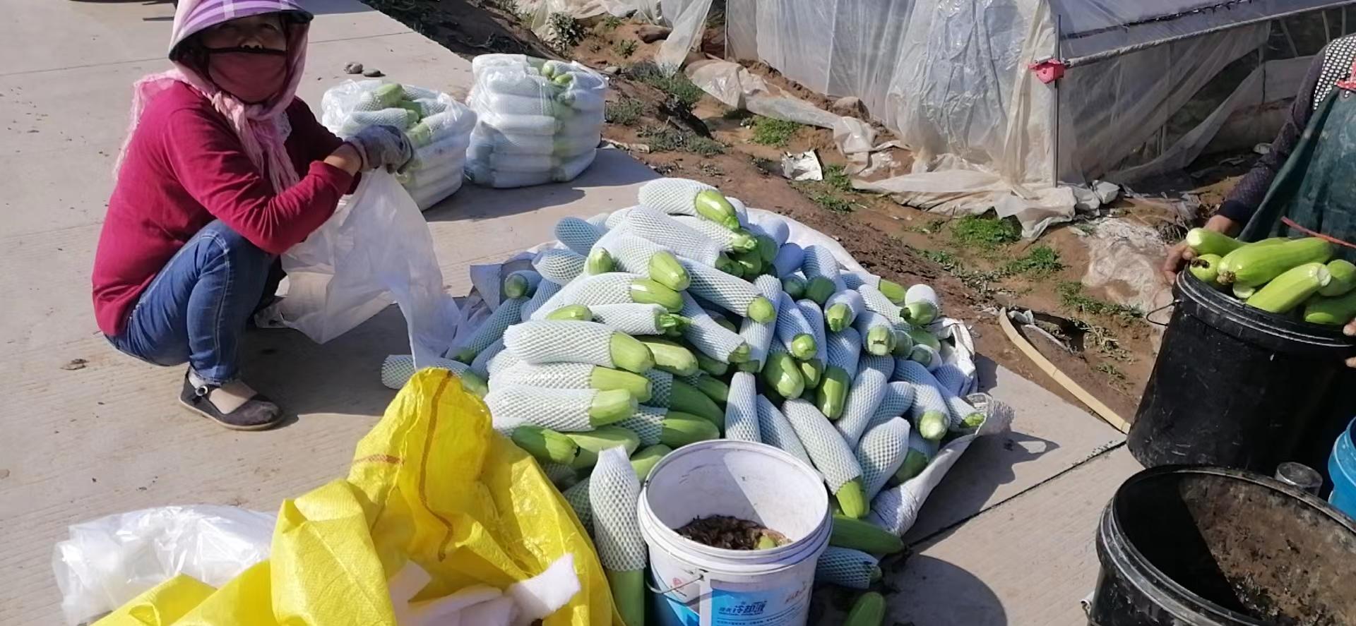 高桥镇拓宽农民增收致富渠道,河口乡村振兴添活力