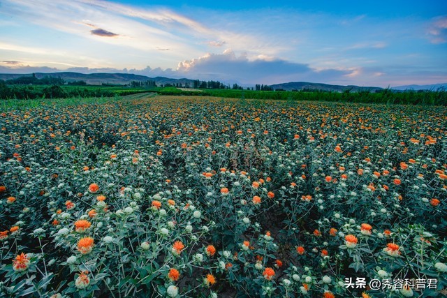 2023中药材发展指导,中药材保护和发展规划2015-2020解读