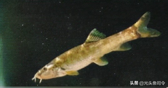 钓鱼钓到保护鱼种放了违法吗,钓鱼犯法的鱼类有哪些种类