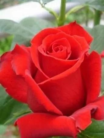 月季品种醉花,月季品种大全及图片欣赏