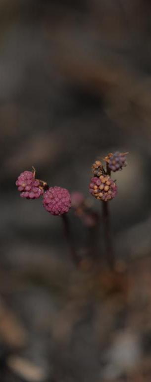 飞阅大湾区鹏城深圳站,飞阅上线