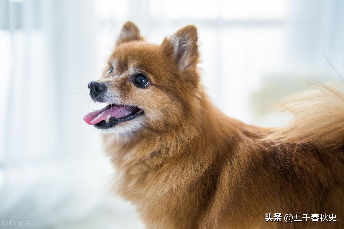 家中四大吉兆说法,吉兆都有哪些说法