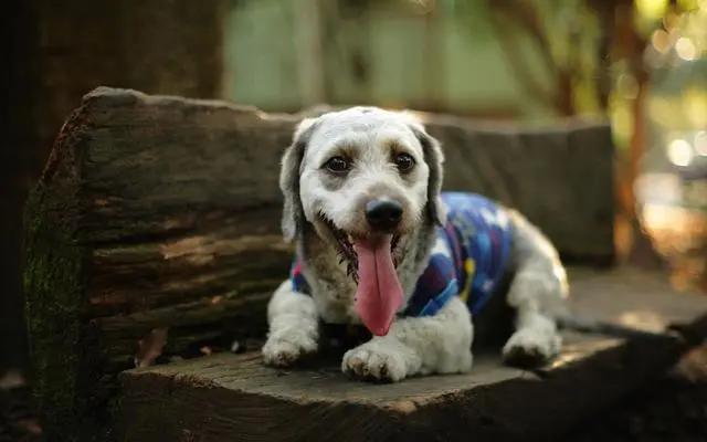 狗狗舌头的秘密居然有7个,狗狗的舌头为什么是黑的