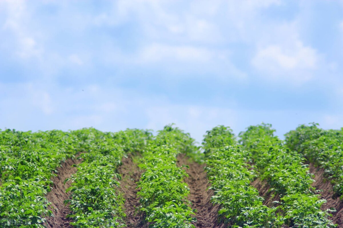 发芽土豆和一般土豆有什么区别,发芽的土豆是土豆有毒还是芽有毒