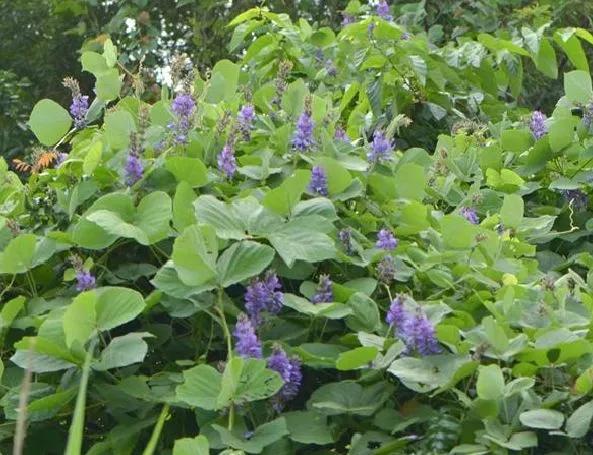 中药九大类,中药的九大体质是什么