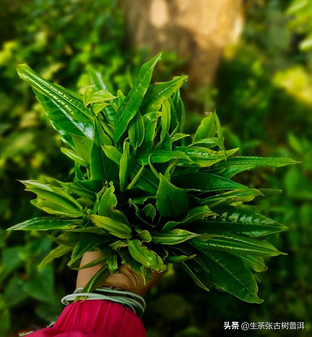 普洱茶好茶和普通普洱茶怎么区分,如何区分熟普洱和生普洱茶的区别