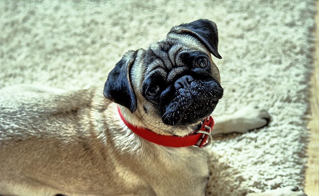 新人养狗首选什么狗,养狗首选这7种狗不贵又好养