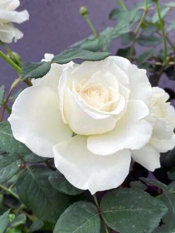 白花月季汇粹：白雪公主、藤冰山、婚礼之路、波莱罗、加百列