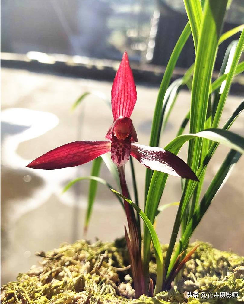 贵州省最名贵十种兰花,贵州山里最常见的兰花