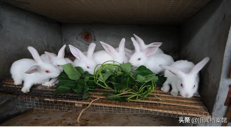 09年云南惊现变异怪羊，骨肉黢黑没人敢吃，外乡人收走一斤卖300