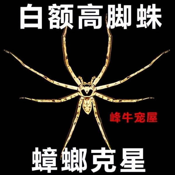 白额高脚蛛可以灭蟑螂吗,白额高脚蛛灭蟑螂靠谱吗
