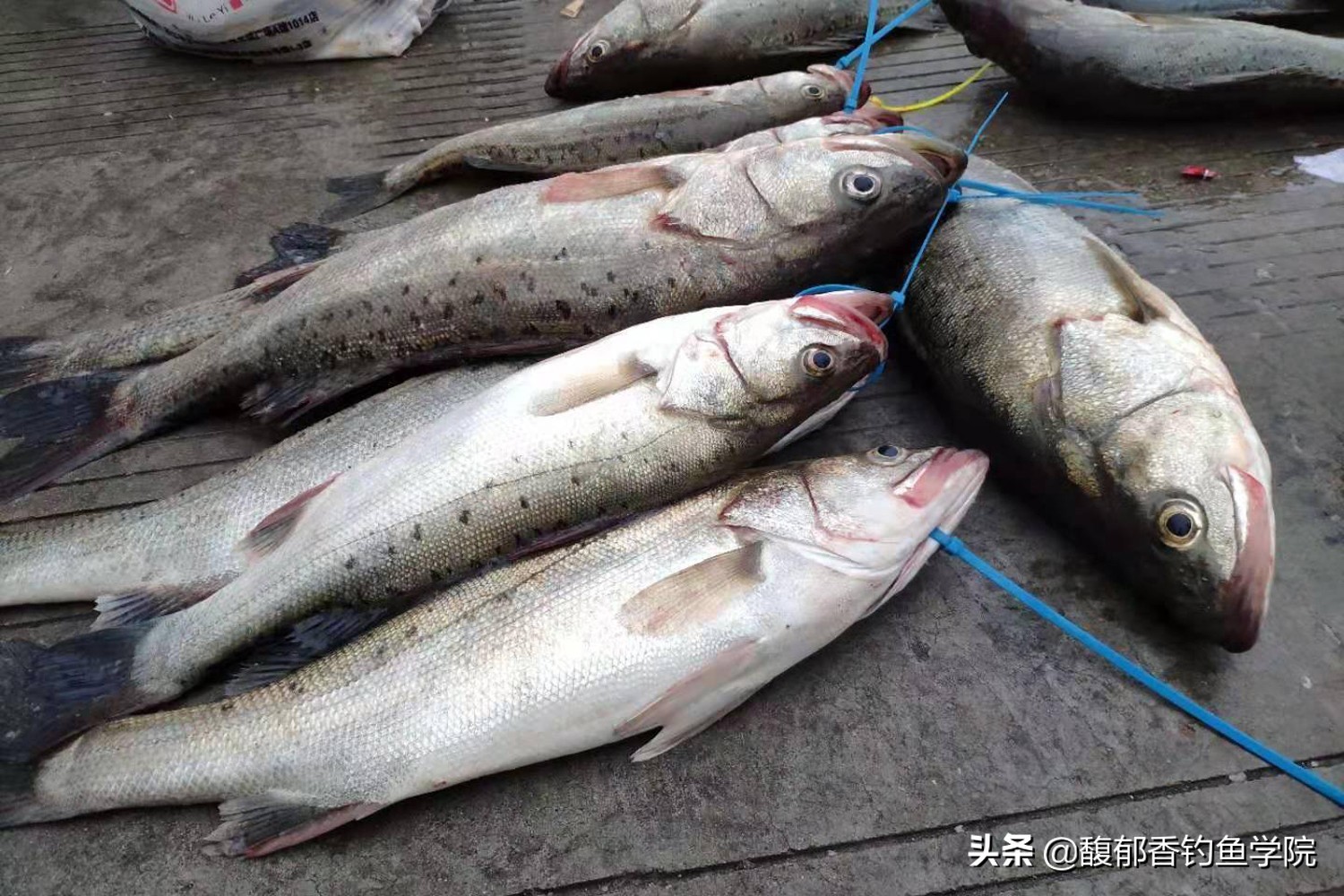 11月海鲈鱼怎么钓,九月钓淡水鲈鱼最佳时间