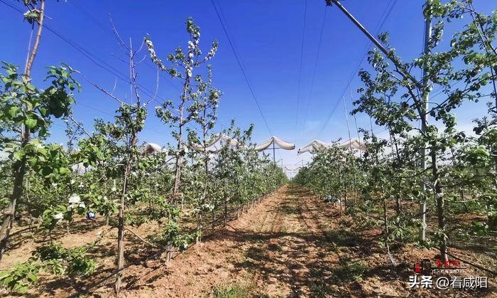 彬州市苹果产业,彬州苹果