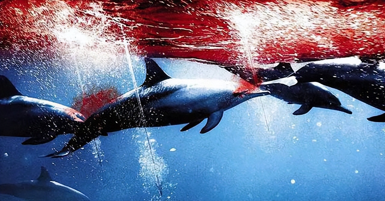 海豚湾到底是怎么回事,冒着生命危险揭露海豚湾秘密