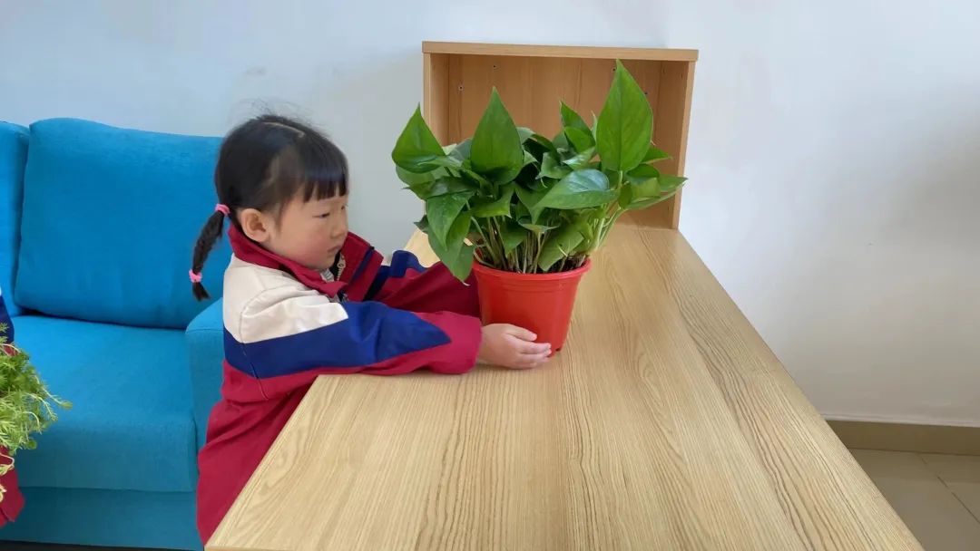 洪雅县第四幼儿园叫什么名字,洪雅第四幼儿园在哪里