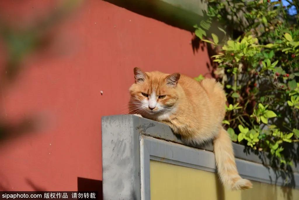 北京故宫的猫为什么叫御猫,故宫最萌的猫是什么猫