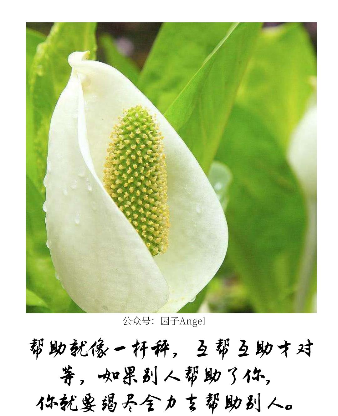 植物之36技——热