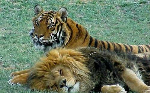 狮子和老虎能繁育后代吗,狮虎兽是老虎与狮子的混血吗