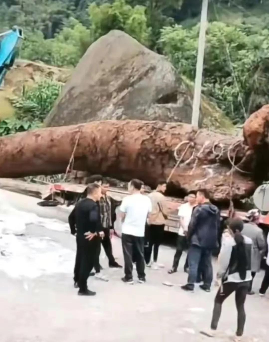 四川为什么发现大量的乌木,乐山千年乌木